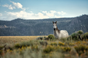 Wild Horse Portrait