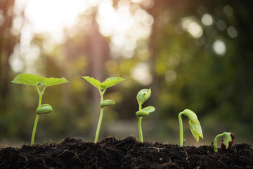 the seedling are growing from the rich soil to the morning sunlight that is shining, seedling, cultivation. agriculture, horticulture. plant growth evolution from seed to sapling, ecology concept.