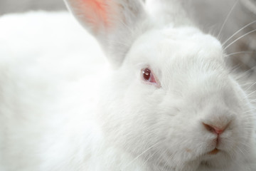 Cute white rabbit looking at camera.A domestic rabbit is commonly known as a pet rabbit, a bunny.Male rabbit is known as a buck, a female is a doe, and a young rabbit is a kit, or kitten