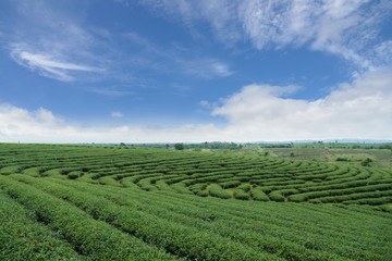 Green tea agriculture field landscape.Scenic view of organic tea plantation pattern.Tranquility scenery freshness green natural background.