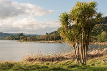 Lake Tutira in Hawke's Bay, New Zealand, in late afternoon light with a large cabbage tree on the right. The remains of an old, Maori fortification, or pa, is visible in the background.