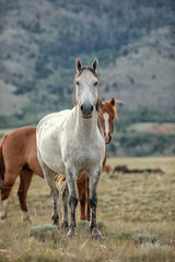 Obraz na płótnie Canvas Wild Horse Portrait