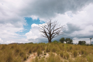 Fototapeta na wymiar blur dry tree in the brown meadow field with sky background
