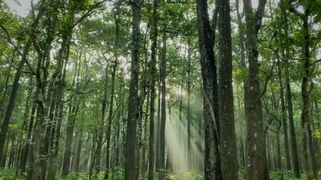 4k Shot of camera tracking across the woods in the forest of Jim Corbett ib Uttarakhand, India, steady cam panning shot of tall trees with the rays of Sun cutting across occasionally