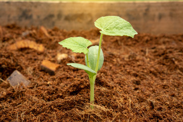 Green leaves seedling or sprout of young pumpkin plant growing on brown coconut shell's hair soil for vegetable garden backyard