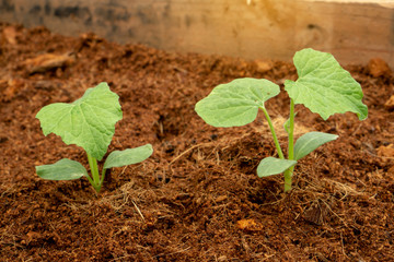 Green leaves seedling or sprout of young pumpkin plant growing on brown coconut shell's hair for vegetable backyard