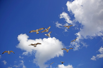 flock of seagulls in the sky