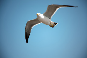 Obraz premium free seagulls