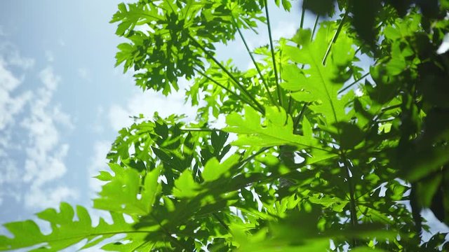 Camera Dolly From Green Leaf Papaya Appear Tall Papaya Tree with Blue Sky in Summer 