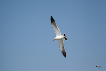 Obraz premium free seagulls