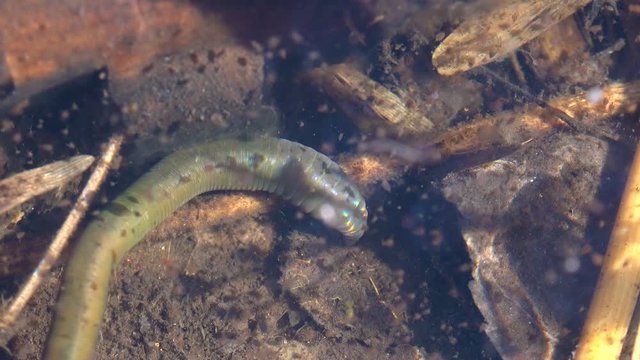 Proboscisless leeches, Arhynchobdellida, Hirudinea, Proboscisless leeches are generally freshwater or amphibious animals. Underwater macro view in wildlife