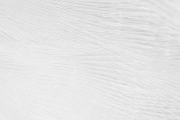 Obraz premium Beautiful white feather wool pattern texture background