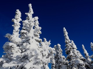 snow covered trees