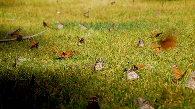 Group of monarch butterflies look for water and drink in the meadow of Joya Redonda in Atlautla at foot of the Popocatepetl volcano, Mexico.