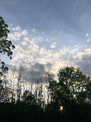 trees and sky