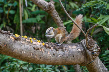 Finlayson's squirrel or the variable squirrel (Callosciurus finlaysoni), and Asian tree squirrel