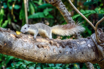 Finlayson's squirrel or the variable squirrel (Callosciurus finlaysoni), and Asian tree squirrel