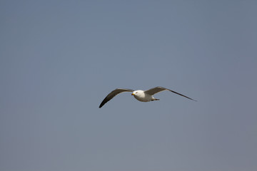 Obraz premium free seagulls