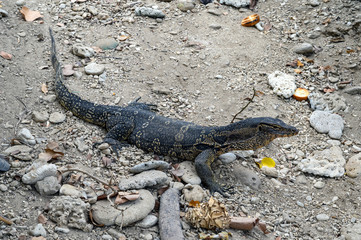 The Asian water monitor (Varanus salvator)