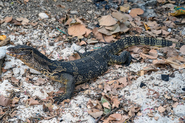 The Asian water monitor (Varanus salvator)