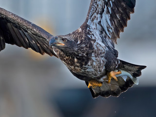 Juvenile Bald Eagle In Flight with Fish