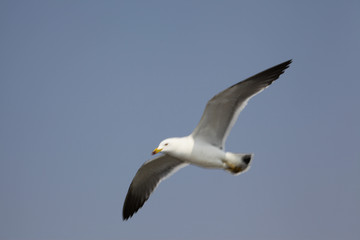 Fototapeta na wymiar free seagulls