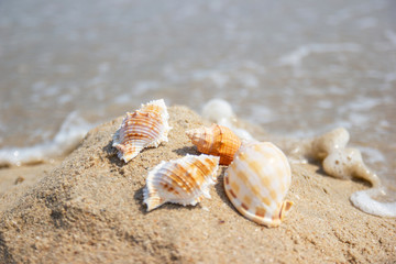 Fototapeta na wymiar Shells on the beach at the sea concept summer for travel and holiday with soft wave background