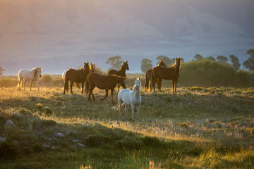 Wild Horse Herd