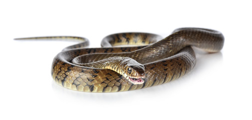 snake isolated on white background