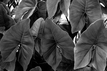 abstract monochrome leaves texture, nature background, dark tone wallpaper