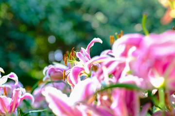 Pink lily pollen close up with green tree selective focus