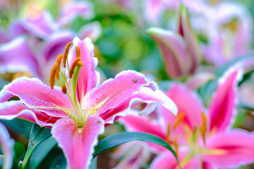 Pink lily pollen close up with green tree selective focus