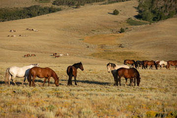 Wild Horse Herd