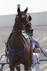 Harness Horse Racing Action