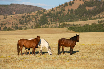 Wild Horse Herd