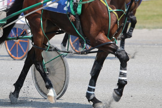 Harness Horse Racing Action