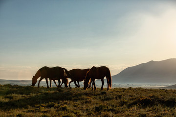 Fototapeta na wymiar Wild Horse Herd