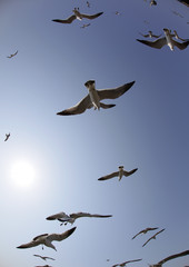 flying seagulls