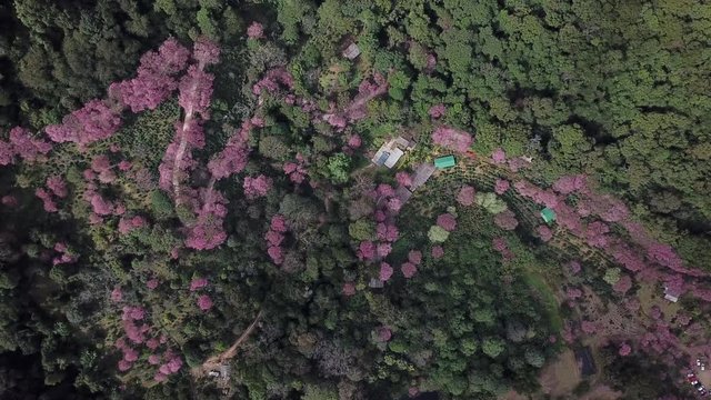 Aerial - Top view of Cherry Blossoms garden at Khun Chang Kian in Doi Suthep Chiangmai, Thailand. Panning shot from Left to Right 