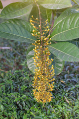 Lophanthera lactescens, Gloden Chain or Golden Rain flower bloom in the garden.