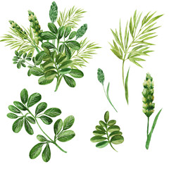 A set of green twigs and leaves of field and ornamental grasses and a bouquet composed of them, the elements are drawn in watercolor for making floral ornaments, summer frames and wreaths.