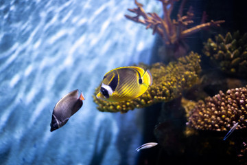 raccoon butterflyfish, also known as the crescent-masked butterflyfish, lunule butterflyfish, moon butterflyfish (Chaetodon lunula)