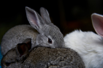 Naklejka premium A cute gray domestic rabbit