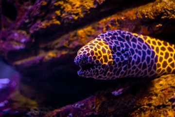 Honeycomb moray eel (Gymnothorax favagineus) hiding in the dark