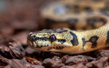 Fototapeta premium Red hypomelanistic Jaguar Carpet Python (Morelia spilota cheynei) in the dark