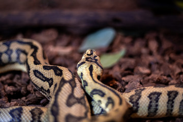 Red hypomelanistic Jaguar Carpet Python (Morelia spilota cheynei) in the dark