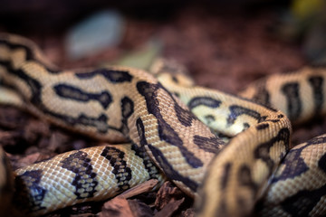 Fototapeta premium Red hypomelanistic Jaguar Carpet Python (Morelia spilota cheynei) in the dark