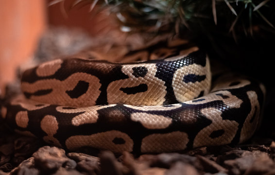 Red hypomelanistic Jaguar Carpet Python (Morelia spilota cheynei) in the dark