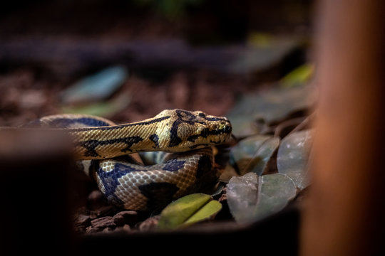 Red hypomelanistic Jaguar Carpet Python (Morelia spilota cheynei) in the dark