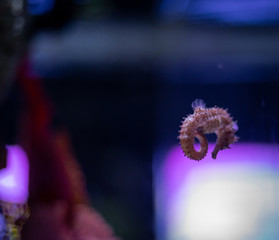 Pot-belly seahorse (Hippocampus abdominalis) at SeaLife Ocean World Bangkok © asiraj
